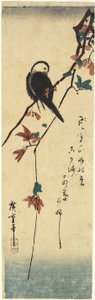 Bird on Maple Branch