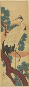 Crane on Pine Branch