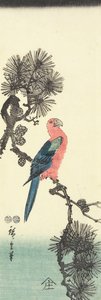 Parrot on Pine Tree