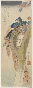 Peacock on Maple Tree