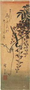 Bird on Wisteria Vine