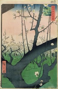 Branch of a Flowering Plum Tree