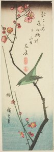 Bush Warbler on Plum Branch