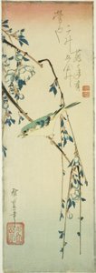 Bush Warbler on Plum Branch