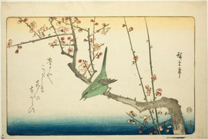 Bush Warbler on Plum Branch