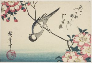 Great Tit on Cherry Blossom Branch