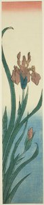 Iris by Utagawa Hiroshige