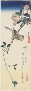 Java Sparrow and Magnolia