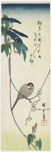 Java Sparrow and Morning Glories