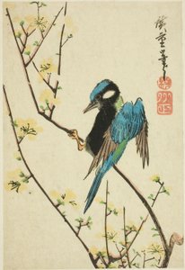 Java sparrow on cherry branch