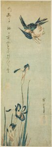 Kingfisher and Iris