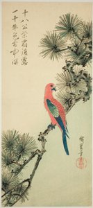Macaw on a pine branch