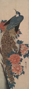 Peacock and Peonies by Utagawa Hiroshige