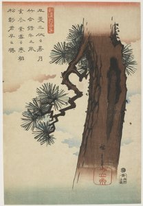 Pine Tree