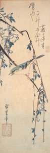 Red-Flanked Bluetail on a Cherry Branch