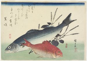 Red Snapper, Sea Bass and Perilla