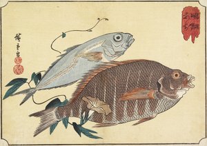Striped Snapper and Horse Mackerel