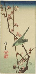 Warbler on plum branch