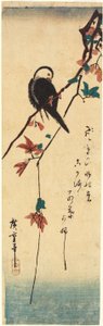White-headed Bird on Maple Branch by Utagawa Hiroshige