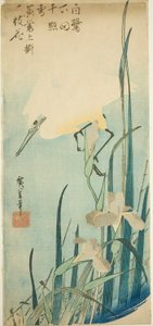 White Heron and Iris