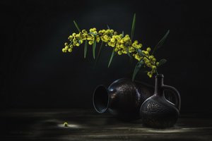 Yellow Mimosa Still Life