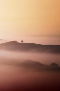 Lone Tree Golden Mist by Vanja Tajnsek