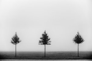 Three Foggy Trees by Vanja Tajnsek