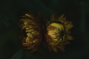 Golden Flower Buds