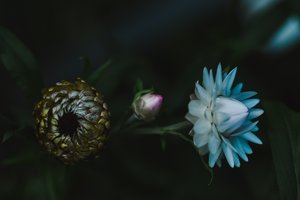 Moody Floral Unfolding