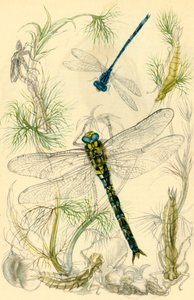 Damselflies, Dragonflies and Water Snails, c1930s, 1946