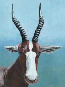 African Blesbok Gaze by Viccy Wanliss