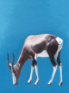 African Blesbok Grazing