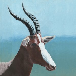 African Blesbok Portrait by Viccy Wanliss