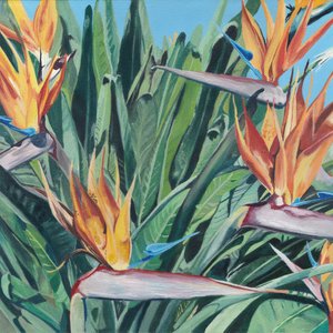 Bird Of Paradise Blooms