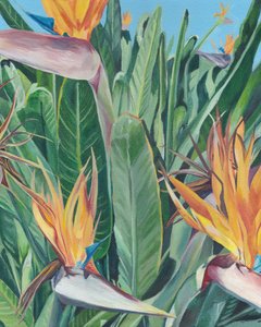 Birds of Paradise Blooms