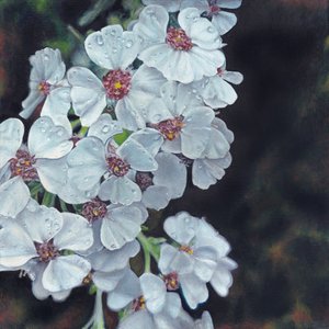 Dew Kissed White Flowers by Viccy Wanliss