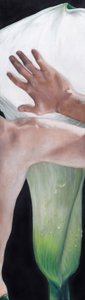 Hand Touching Calla Lily