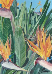 Vibrant Bird Of Paradise
