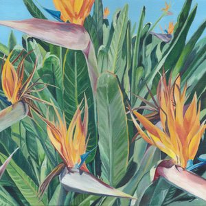 Vibrant Bird of Paradise