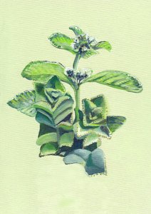 Vibrant Green Botanical by Viccy Wanliss