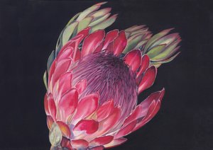 Vibrant King Protea