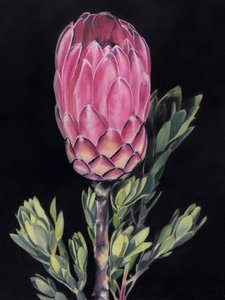 Vibrant Pink Protea by Viccy Wanliss
