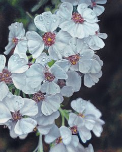 White Flowers Dewdrops