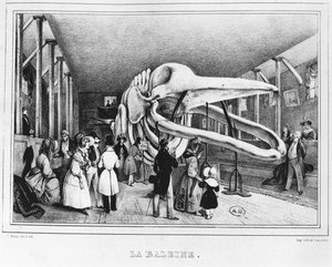 The Whale at the Museum of Natural History in Paris