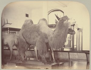 Pl. VIII. Camel and Moose