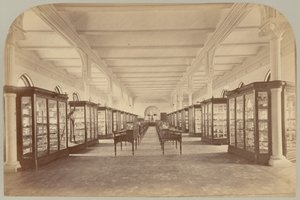 Upper Story: Fossils (Pl. V) by Victor Prevost, Gaston L. Feuardent and Co., New York
