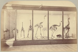 Fossil Birds: New Zealand (Plate XV) by Victor Prevost, Gaston L. Feuardent and Co., New York