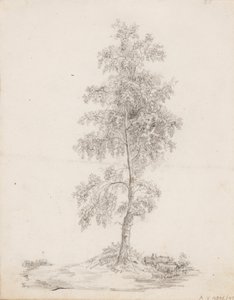 Birch by Victoria Åberg