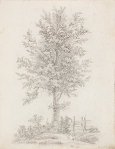 Broad-leaved Tree by Victoria Åberg
