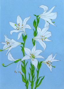Elegant White Lilies